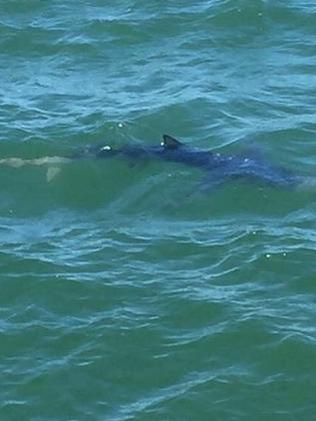 Shark sighting: St Kilda beach closed after swimmers spotted shark ...