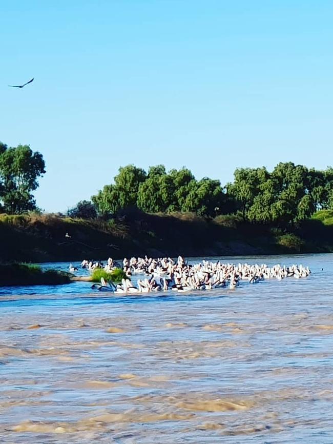 Pelicans flock to the Diamntina River following the 2019 flood events. Picture: Instagram