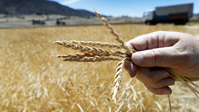 Wheat prices are on the rise. Picture: Kim Eiszele