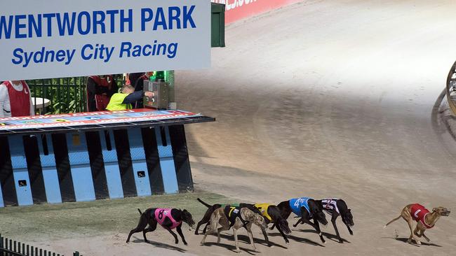 The ban on greyhound racing has proved toxic to some voters. Picture: AFP