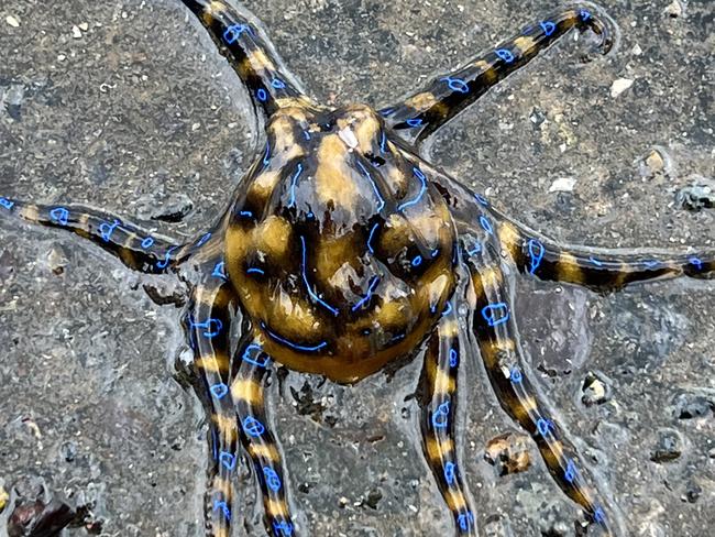 The octopi only show their blue rings when they feel threatened, it's a warning sign that they may bite. Photo: Jesse Donnison