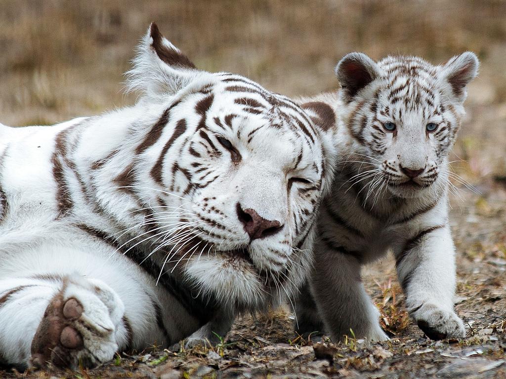 Adorable white tiger cub bare its fangs as mum takes a well-deserved rest -  World News - Mirror Online