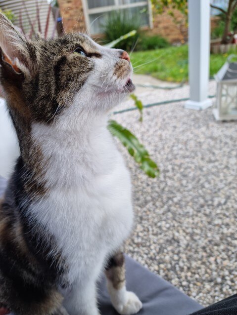 Mill park resident Connie Arena's cat 14-year-old cat Zeus.