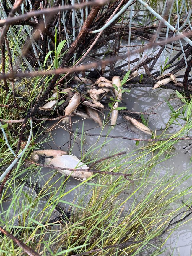 Newcastle Creek fish kill event. Picture: Supplied