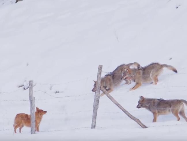 The wolves surround the dog on the snowy ground. Picture: Storyful
