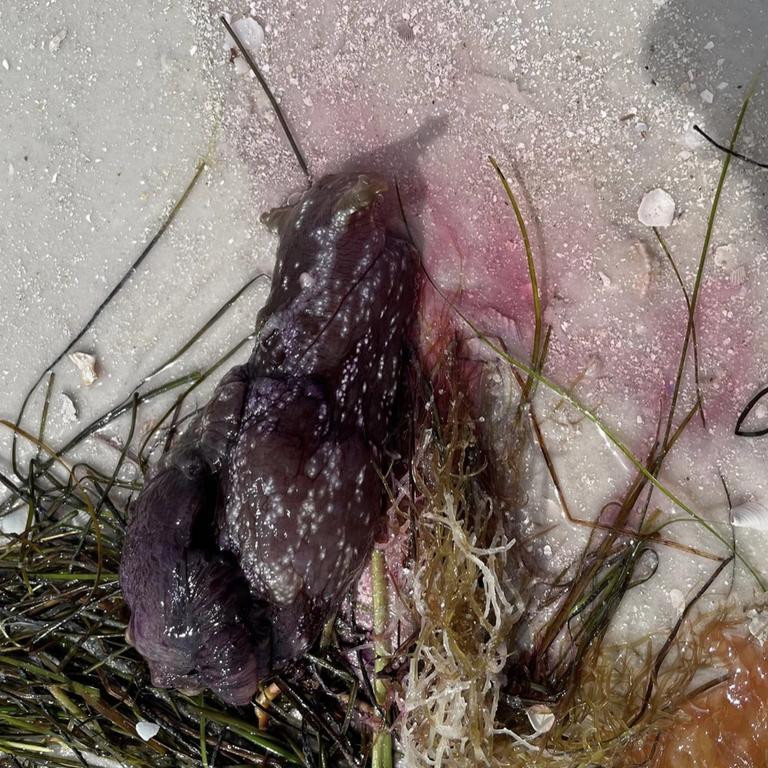 The Sea Hare is often dubbed a ‘sea slug’ or ‘ink fish’.