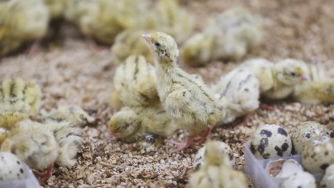 Baby quail newly hatched. Rannoch Quail at Tea Tree that farms Japanese quail. Picture: Nikki Davis-Jones