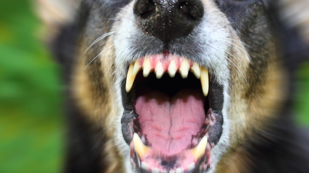 Man bitten by dog at Gympie home