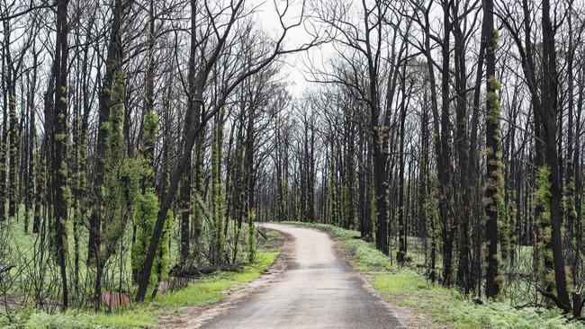 Bushfire aftermath: Forest and paddocks in near the Princes Highway near Bruthen in East Gippsland are starting to regrow following the fires and then rain in early 2020. Picture: Dannika Bonser