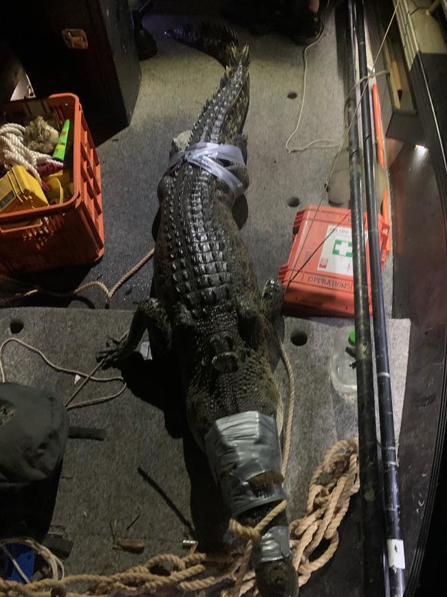 2.95m croc caught at Cullen Bay. Picture: NT Parks