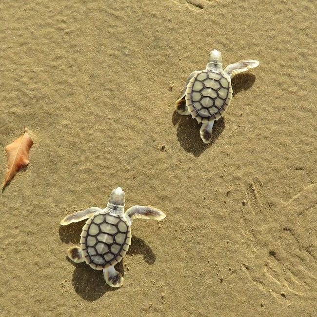 Flatback turtle hatchlings. Picture: Joely Whiting, Mackay and District Turtle Watch Association.