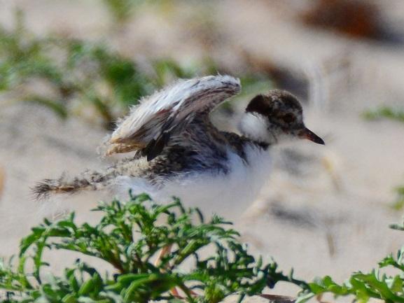 Proud plover parent’s record-breaking breeding