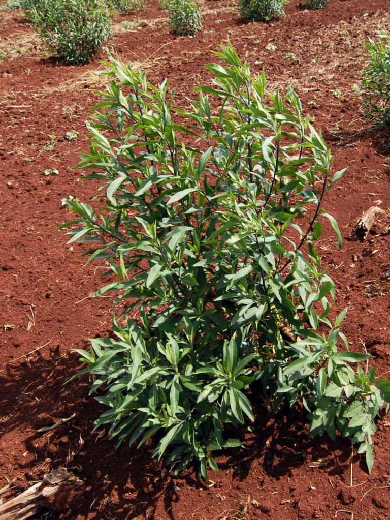 Duboisia is native to the South Burnett and is slowly replacing peanuts as the preferred cash crop for Kingaroy farmers.