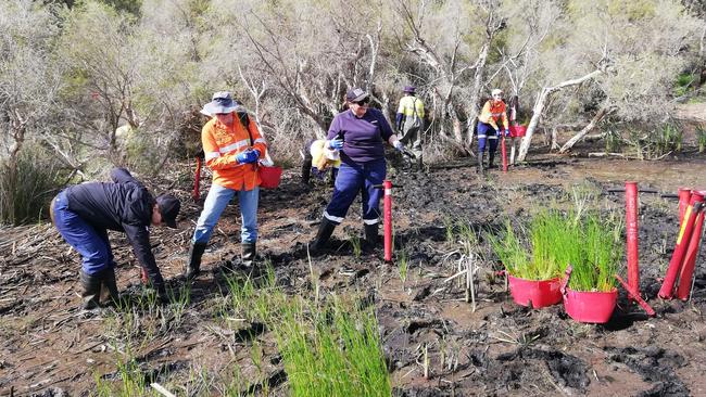 SERCUL holds a Canning River tree planting in 2022. Picture: Facebook