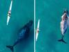 Incredible up-close whale encounter