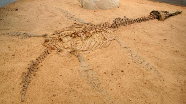 A pliosaur found in far west Queensland. Photo: Toryn Chapman.