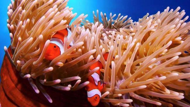 Clown fish swimming around their anemone home at Norman Reef near Cairns in Far North Queensland.