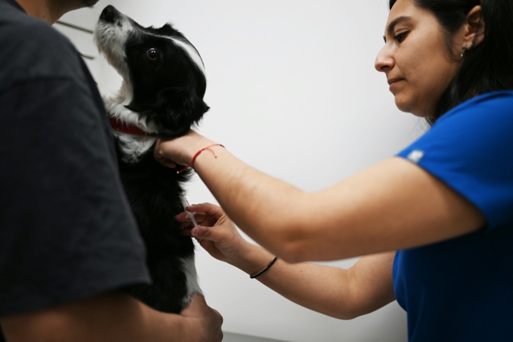 A dog is temporarily sterilized with a vaccine described by its Chilean creators as the first of its kind