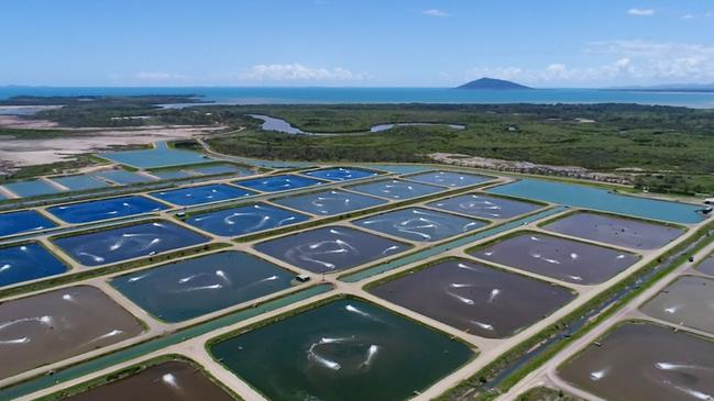 Just some of the ponds at Australian Prawn Farm's Ilbilbie operations. Picture: Heidi Petith