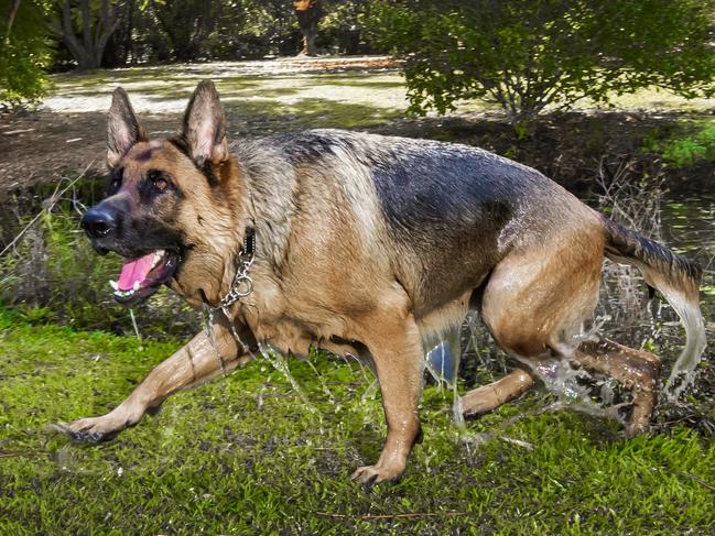 Sniff Space.German shepherd siblings Shadow and Banjo at Sniff Space in Wongawallan which is like an AirBnb of dog parks.Picture: Nigel Hallett