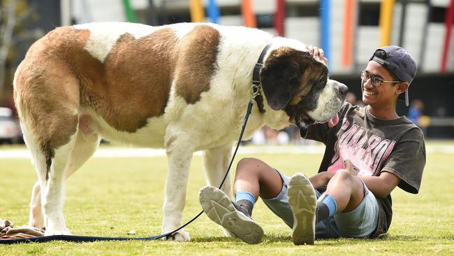 St bernard 2025 therapy dog