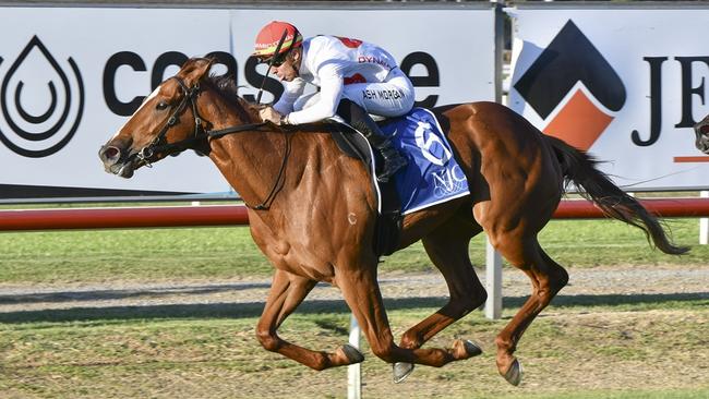 Just In Time can bounce back to winning form at Hawkesbury. Picture: Bradley Photos