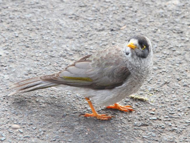 noisy miner bird, a species of honeyeater native to Australia.