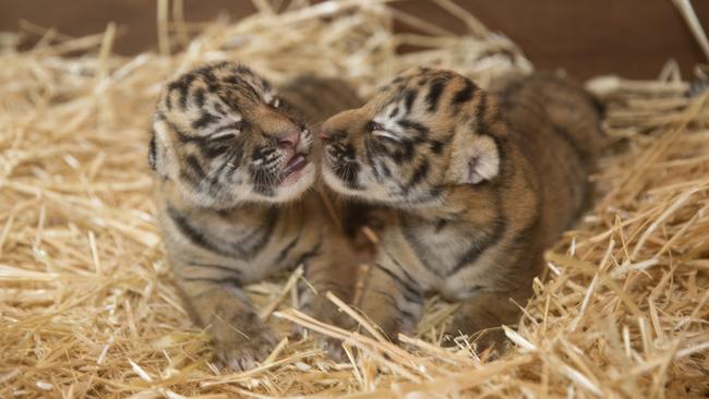 Two sister cubs born at Dreamworld earlier this month.