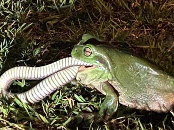 **Please do not use until we have permission**A green tree frog was captured devouring a keelback snake on Tuesday in Cedar Vale, a suburb of Logan. Picture: Melissa MacPherson