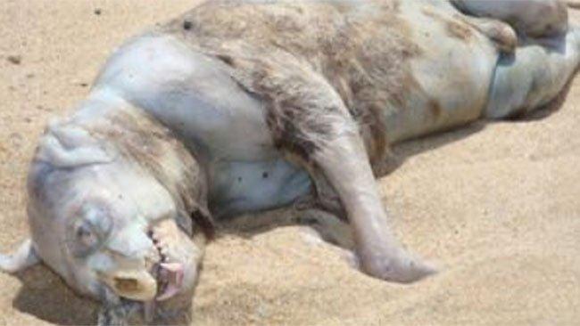 Montauk Monster