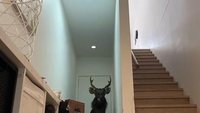 A family in Melbourne were left trapped for two hours as a deer wreaked havoc in their living room downstairs.