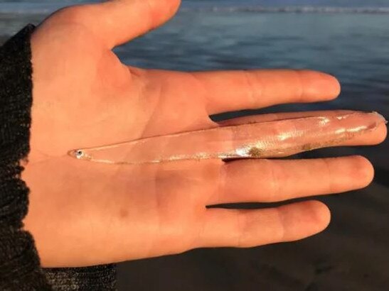 A Tasmanian woman has shared her incredible find on the sand at Bruny Island, mistaking a completely translucent fish for a piece of seaweed.