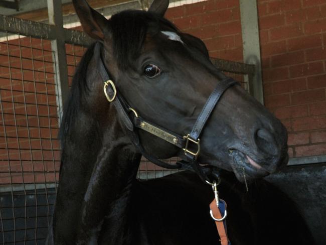 MELBOURNE, AUSTRALIA - MARCH 03: Trainer Stephen Autridge poses with New Zealand 3 year old Xtravagant after arriving at Flemington on March 3, 2016 in Melbourne, Australia. Xtravagant will contest The Australian Guineas on Saturday (Photo by Vince Caligiuri/Getty Images)