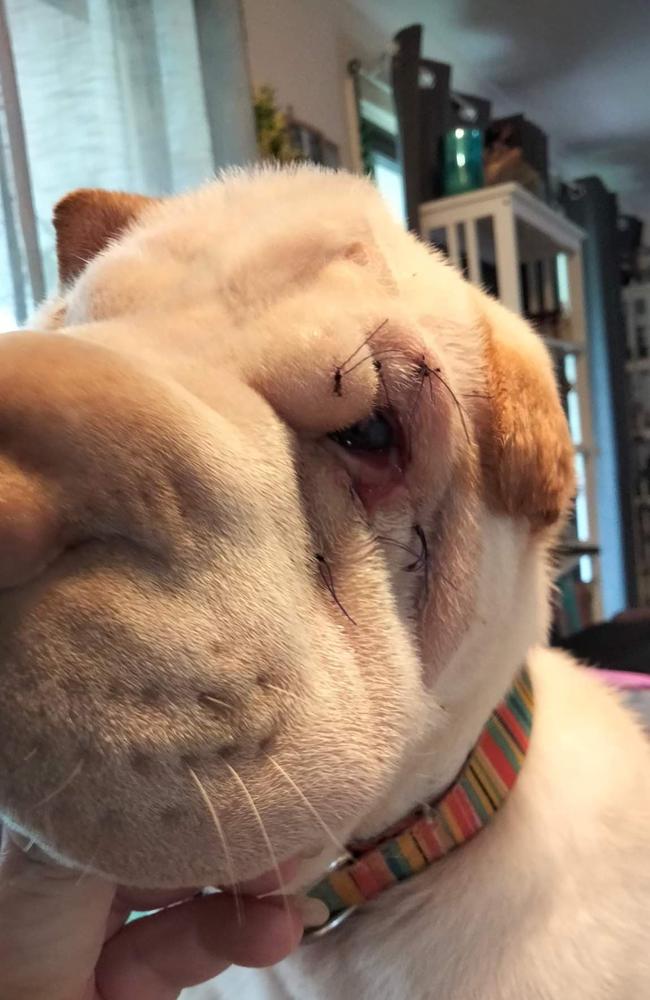 Luna's eye after her urgent surgery. Picture: Supplied