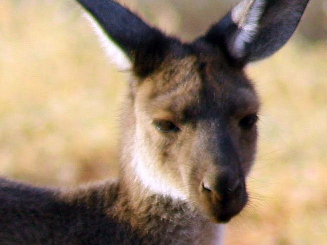 Supplied undated image obtained Wednesday, Nov. 4, 2015 of Western Grey kangaroos. Researchers have spent months capturing kangaroo farts, that contain little of the potent greenhouse gas methane, which has yielded important findings that will inform efforts to fight climate change. (AAP Image/ ) NO ARCHIVING, EDITORIAL USE ONLY