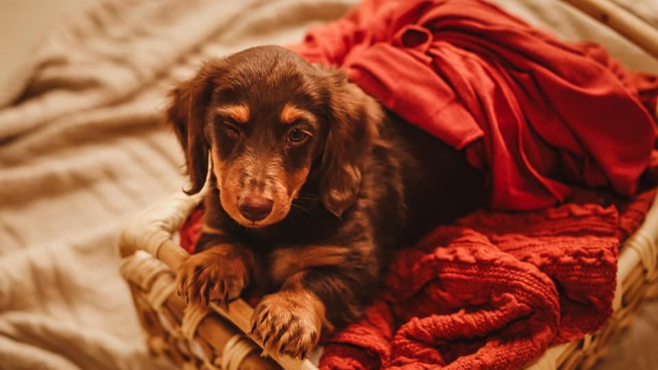 Chinchilla’s cutest dog of 2021, Rufus the long-haired dachshund.