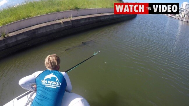 Bull shark rescued in Gold Coast canal