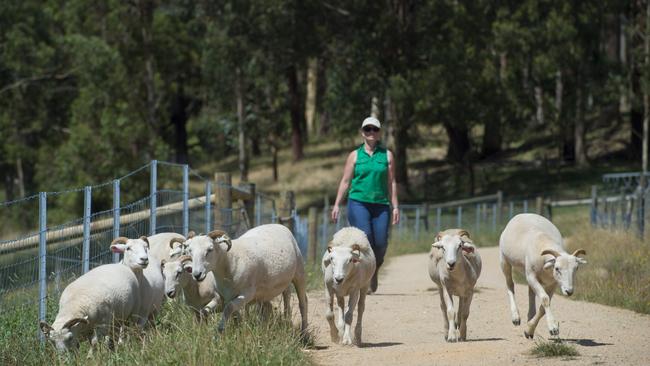 Jill Noble with her Wiltshire Horn Sheep. Picture: Zoe Phillips