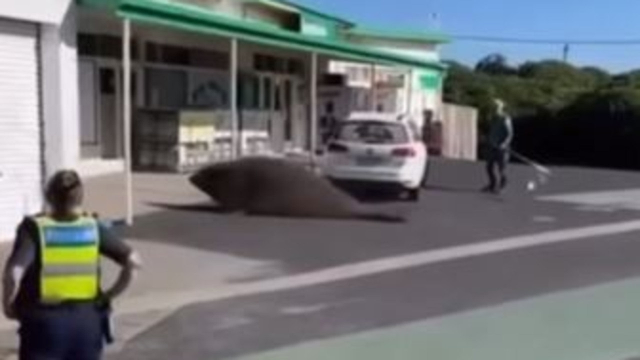 Henry the seal tried to get inside a local service station, smashing a window. Picture: Instagram