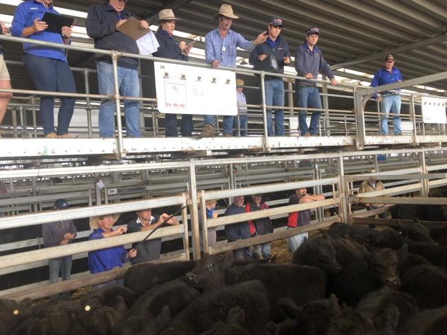 Agents take bids in a strong cattle market at Wodonga today. Picture: Fiona Myers