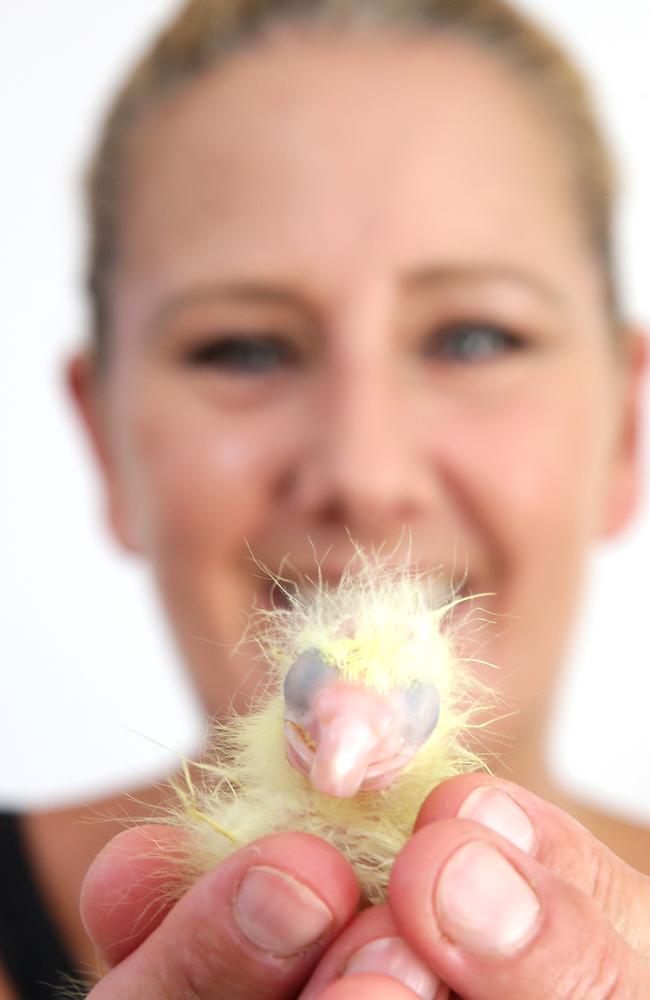 VIDEO: Baby black cockatoo hatchs from egg | Daily Telegraph