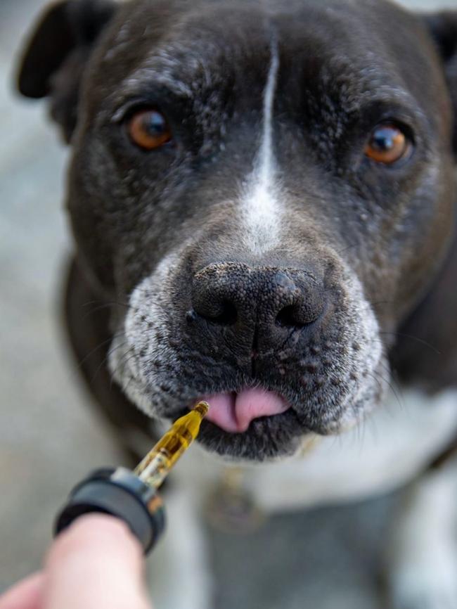 Cannabis medications have been touted as a treatment for pets.