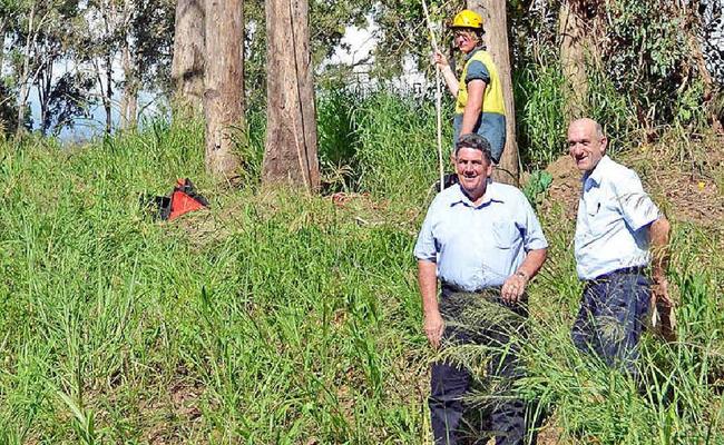 Somerset Regional Council Mayor Graeme Lehmann and natural resource management officer Trevor Page watch Heritage Tree Care arborists Jason Pattie (left) and Ryan Garwood. . Picture: Contributed