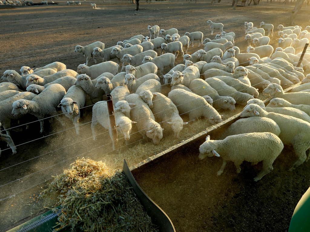 Drought impacts everything on Sam Evans’ property, including his sheep. Picture: Nathan Edwards