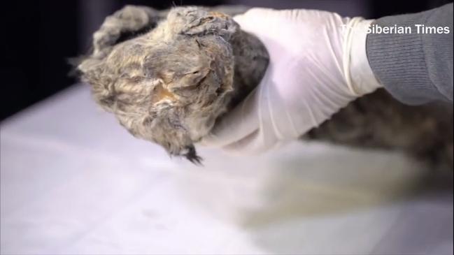 Perfectly preserved cave lion cub found in Siberia 