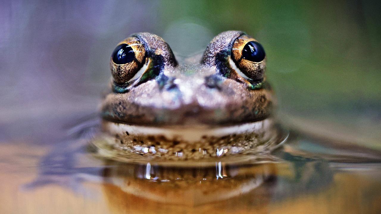 Yellow-Spotted Bell Frog. Picture: Sam Ruttyn