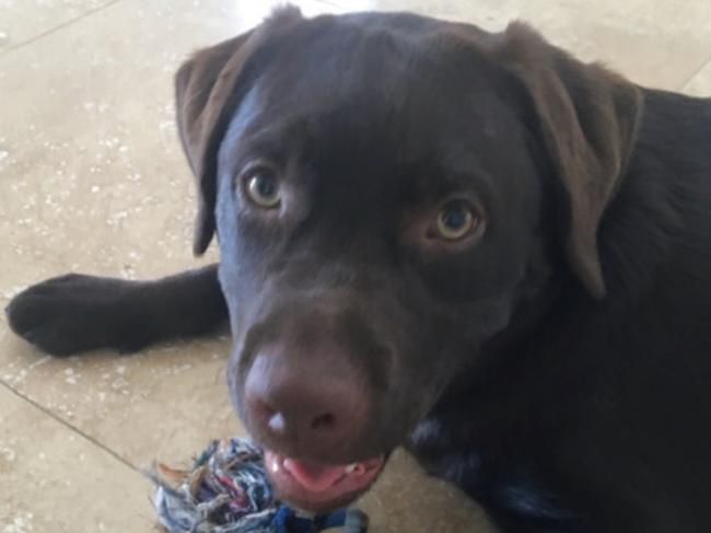 The owners of Coco, a six-month-old labrador puppy, who was killed in the backyard when the family was out, have released these pictures in a bid to help find the person who killed her. Picture: Supplied.