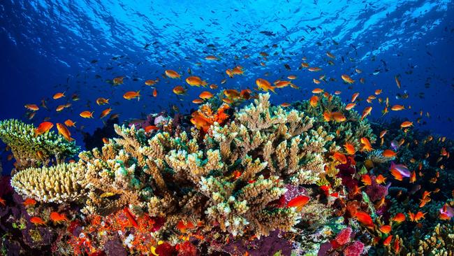 Rachel Corbett: We must act on climate change to stop the Great Barrier ...