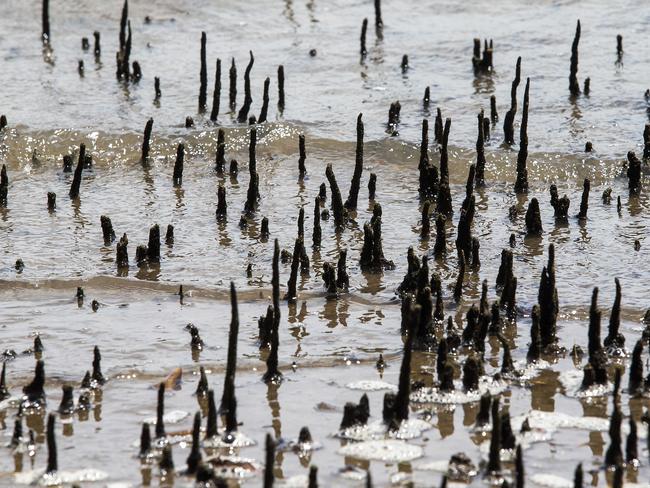 Snap Brisbane, #snapbrisbane 2018 SEA. Mangroves Murrarie, Wednesday November 14, 2018. (AAP Image/Jono Searle)