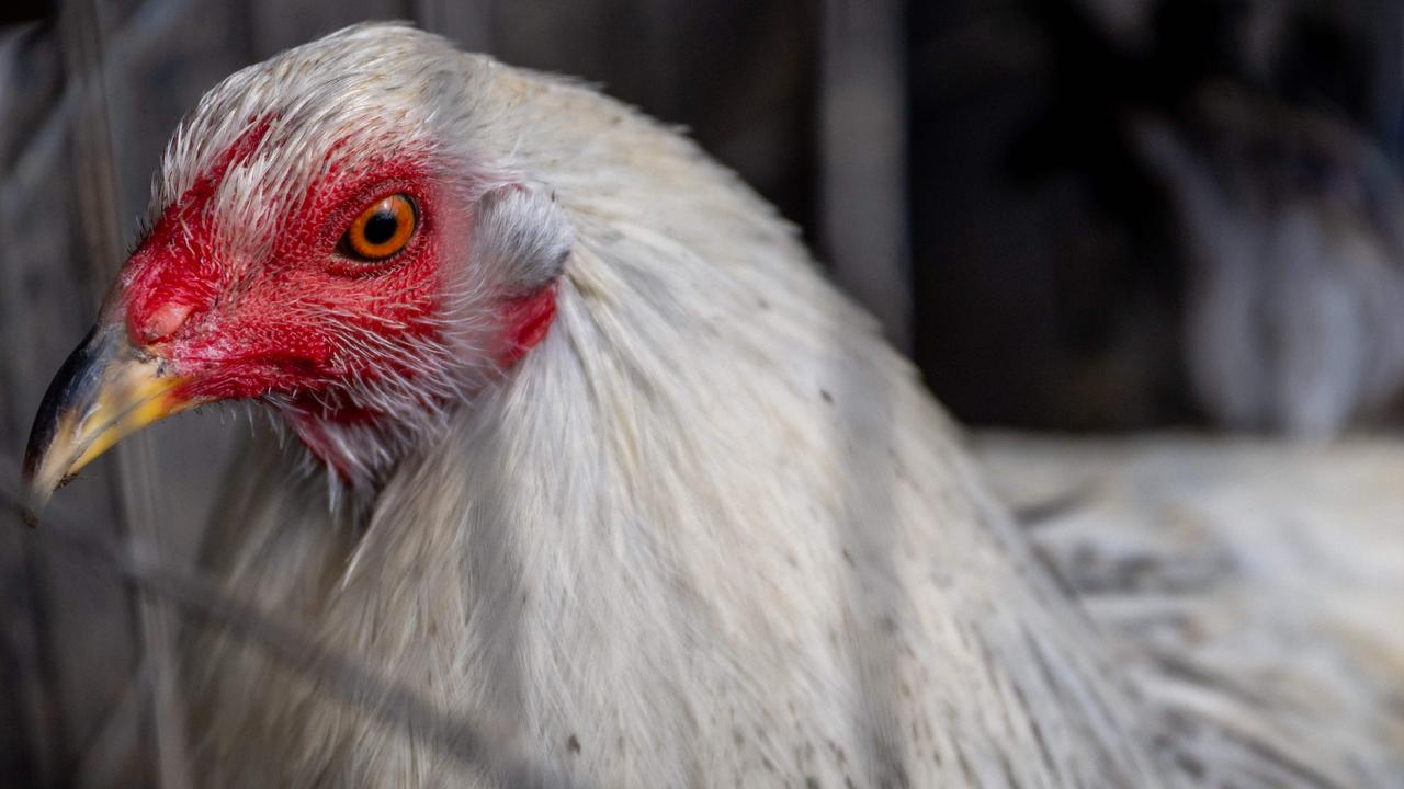Fears bird flu outbreak jumps border